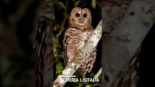 Aves Terroríficas y Misteriosas: Lechuza Listada