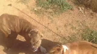 Pitbull Fight