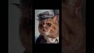 Острые козырьки | Пушистые козырьки | Смешные  животные 2023 #shorts #cat #meme #best  #funny#coub