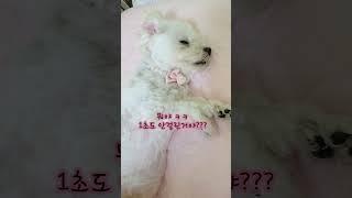 수면마취 그게 뭐야??? #1초도 안걸림 #반려견 #인삼먹는달콩이 #잠자는강아지 #puppydog #shorts