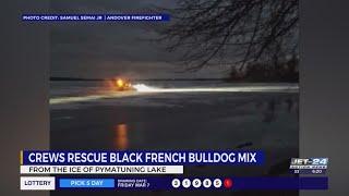 Dog rescued from icy Pymatuning Lake Thursday night