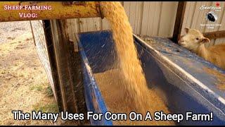 CORN: An Expensive Crop To Grow But Saves Money With It's Multitude Of Uses On Our SheepFarm!