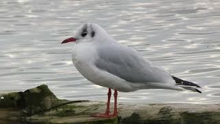 Guincho-comum (Chroicocephalus ridibundus) - Aveiro