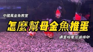 金魚卡蛋處理方法，金魚產卵金魚擠蛋簡單教學，點讚!收藏!