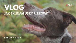 VLOG: JAK KLEJĘ USZY RIZZOWI? HIYA WYLIZAŁA SOBIE RANĘ :( | PAULINA I PSY