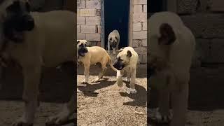 Most Aggressive Turkish KANGAL dog transformation  #short #jaishreeram (2m)+