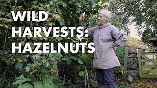 Wild Harvests: Hazelnuts