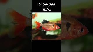 Top 10 Most Popular Tetras In The Hobby!