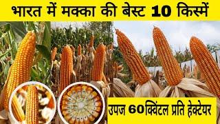 मक्का की बेस्ट 10 किस्में | best maize seed in india | pioneer 3401 makka | nk 30 makka | cp 333 |