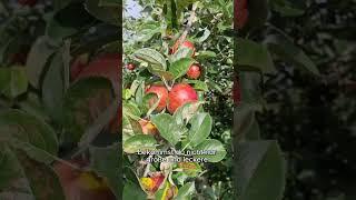 #organic #organicfarming #gartentipps #selbstversorger #diy