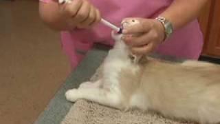 Using a Piller (Pill Gun) to Pill your Pet