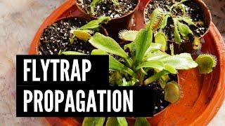 VENUS FLYTRAP PROPAGATION BY DIVIDING THE BUSH