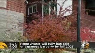 Pennsylvania Banning Invasive Japanese Barberry