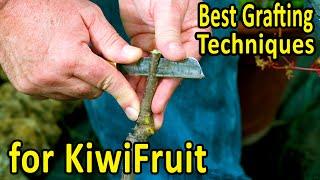 BEST GRAFTING techniques to GRAFT KIWIFRUIT