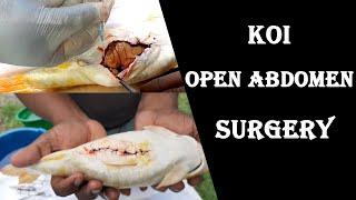 KOI (Carp) Open Abdomen Surgery  FishFix SriLanka