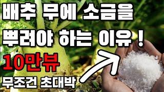 김장배추 와 무우에 소금을 무조건 뿌려야 합니다 배추결구 시기에 소금을 주면 맛있는 배추와 무우가 됩니다