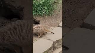 Silly Meerkats