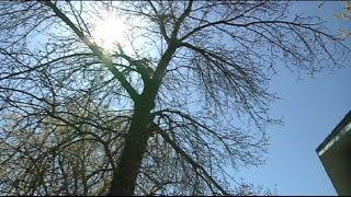 Golden Valley police warns of tree scam