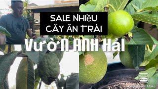 Anh Hải Sale Sập Giường Luôn Hihihihi tt771