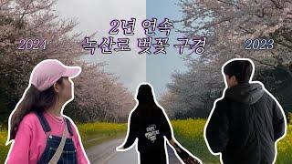 제주일상vlog 쉬러 온 동생 끌고 녹산로 벚꽃 구경가기 (feat. 비행기 결항) | 오지힐그라운즈. 소금바치 순이네. 뚱보아저씨. 카페진정성