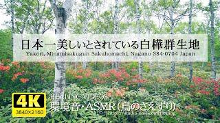 [Environmental sound / ASMR] Japan's most beautiful birch colony (Yachiho Kogen)