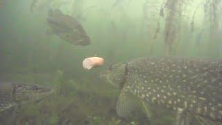 CRAZY Underwater Footage! HOTDOG vs KIELBASA - Ice Fishing Northern Pike