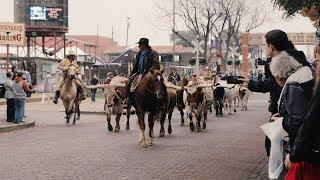 Texas Towns  | The Fort Worth Stockyards