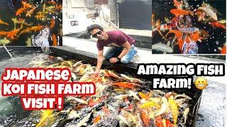 Japanese Koi Fish In India | Koi Fish Farm Tour | Amazing Japanese Koi Fishes | Koi fish India