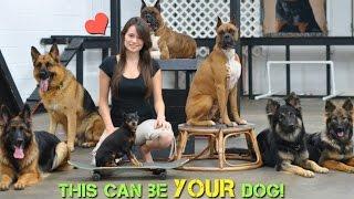 Smart K9 Dog Training |  Amazing Dogs!