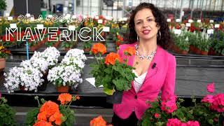 Syngenta Flowers presents Maverick Pelargonium