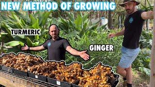 A Revolutionary New Method of Growing Ginger and Turmeric