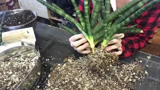 Repotting And Separating  Sansevieria Cylindrica