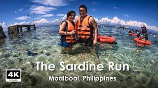 Sardine Run in Moalboal | A Hidden Gem of Cebu, Philippines