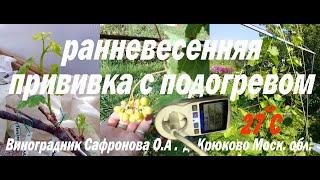 Ранневесенняя прививка винограда с подогревом в московской области