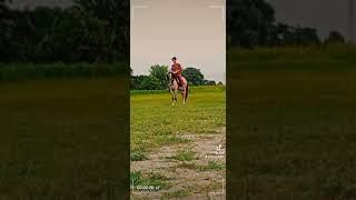 Kumail Abbas kohawar #horse #horselover