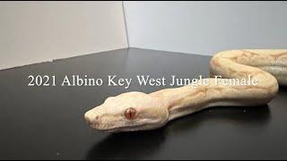 VMB: 2021 Albino Key West Jungle Female Boa Available now  = $950, pickup only