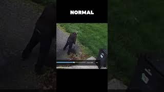 The Driveway Mystery Solved  @mrjones214