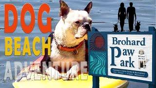 POSSIBLY THE BEST DOG BEACH IN FLORIDA / FULL TIME RV ADVENTURES