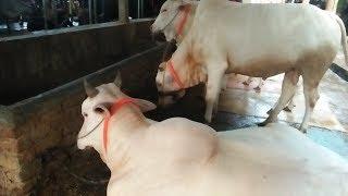 Beautiful Mirkadimi calf's || Cow Lovers || Dhaka