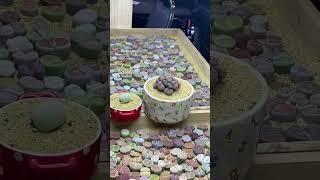 Display lithops yang bikin betah - #shorts #lithops