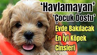 Evde Beslenecek En İyi Köpek Cinsleri | Zeki Aile Köpekleri