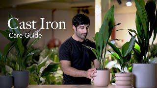 Cast Iron Plant Care Guide - Pick, Placing, and Parenting Your Plant