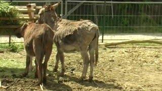 Zu Besuch im Christlichen Erlebnisgarten in Brünlos