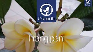 Frangipani (plumeria alba and ruba) | Essential-Oil-Plant Portrait by Dr. Malte Hozzel