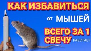 Как просто избавиться от МЫШЕЙ за 1 СВЕЧУ навсегда . Паразиты убегают