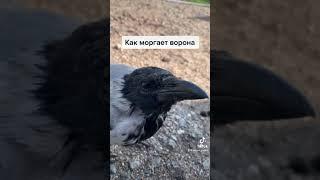 Как моргает ворона. Замедленное видео. Каркуша