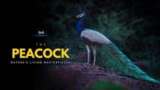 The Peacock - Nature's Living Masterpieces! – [Hindi] – Infinity Stream