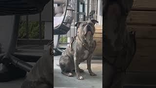 Papa Choice pt2 #puppy #dogtreadmill #fyp #training #viralvideos #shorts #dog #americanbully