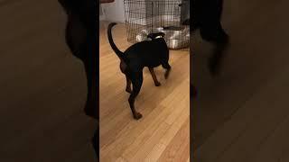 Puppy Learned to Fetch Specific Toy | Dog Training Tips #shorts