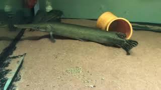 Cuban gar